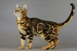 Complete Guide to Cat Colour Genetics