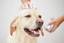 Where to Bathe Your Dog: Best Places and Tips