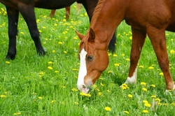 Should I Feed Herbal Supplements to My Horse? Benefits Explained