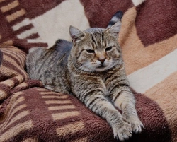 6 Signs Your Cat Could Be Showing Their Years