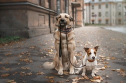 5 Things to Avoid to Keep Your Dog Walker Happy