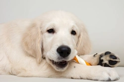Stranger Canine Behaviours Decoded: Understanding Your Dog