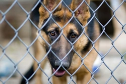 5 goede redenen om een hond te sponsoren in Nederland