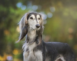 Allevare cani - Come aprire un allevamento di cani