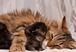 Comportamiento del gato en celo, embarazo y cuidado de gatitos