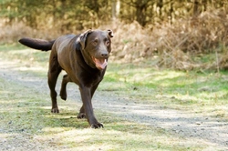 Dogs and Limping: Causes, Care & When to See a Vet