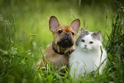 6 Key UK Pet Insurance Statistics for 2025