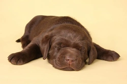 Do Some Dogs Need More Sleep? Breed, Age, Health Factors