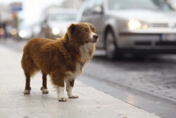Dog Ownership Costs: Comparing City and Rural Expenses