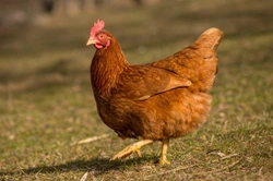 10 FAQs About Chicken Keeping: Expert Answers & Tips