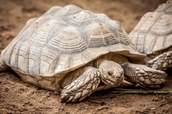 23 Fun Facts About Tortoises You Might Not Know