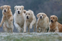 Can Female Dogs Be Alpha? Understanding Dog Pack Dynamics