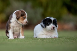 Puppy ‘Teenage’ Phase Explained: UK Research & Key Signs