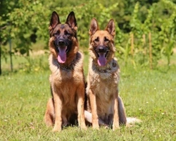 Pastore Tedesco: 5 curiosità e cose da sapere