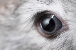 Rabbits and Their Unique Vision: How They See the World