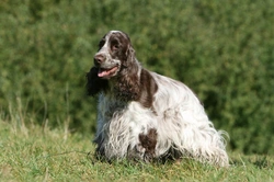 Lovely Parti-coloured Cocker Spaniel Guide: Colours & Care