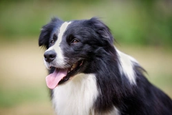 Border Collie Frequently Asked Questions 2025