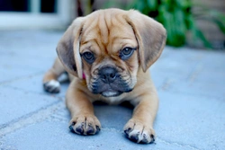Is a Puggle the Right Dog for You? Complete Guide