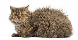 Differences Among Devon Rex, Cornish Rex, LaPerm, & Selkirk Rex Cats