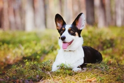 Cardigan Welsh Corgi hereditary health and testing guide