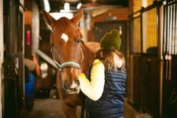 How to Keep Your Horse Calm and Safe on Bonfire Night