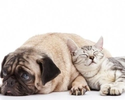 ASSICURARE I NOSTRI AMICI A 4 ZAMPE: COSA SAPERE