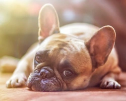 Le 5 Razze di Cani più desiderate in Italia