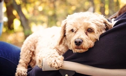 Cockapoo Separation Anxiety: Prevention & Management Tips