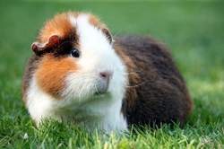 How to Manage Common Guinea Pig Problems Safely