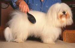 How to Manage and Prevent Hairballs in Dogs