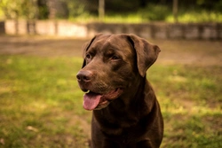 Reasons Your Trained Dog Has Started House Soiling