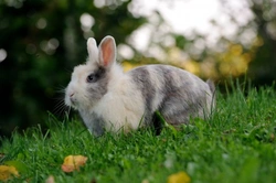 How to Promote Good Digestion in Rabbits: Essential Care Tips