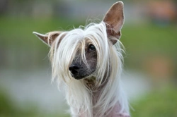 Managing Primitive Mouth in Chinese Crested Dogs: 2025 UK Guide