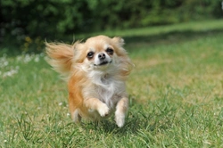 7 Essential Chihuahua Summer Safety Tips UK 2025