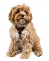 Top 5 Popular Hybrid Dog Breeds in the UK in 2015