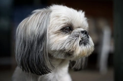 Shih Tzu Hereditary Health & Testing Guide