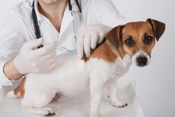 How long does Parvovirus survive in the environment?
