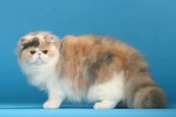 Pedigree Cats Exposed: Could Cats Be Next Under Spotlight?