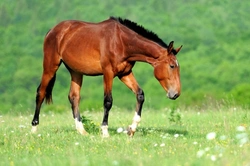 Caring For Your Horse in Summer: Essential Tips and Advice