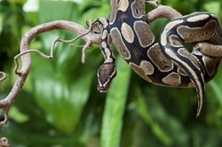 Complete Guide to Caring for a Royal Python