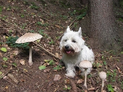 Mushroom Poisoning in Dogs: Symptoms, Dangers, and Treatment
