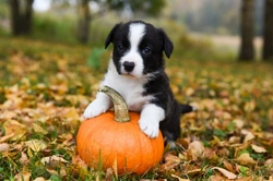 8 UK Seasonal Events Impacting Your Dog's Routine in 2025