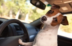 Top 5 Dog-Friendly New Cars for Comfortable Travel
