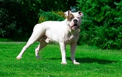Telling Bulldogs Apart: English, French, American & Olde English