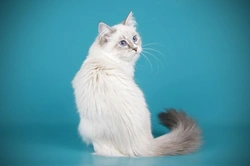 Vitamina B12 para gatos: detectar déficit y mejorar su aporte