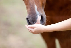 Feeding horses in 2025: Simple, safe, balanced diet tips