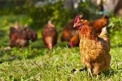 Complete Guide to Poultry Care for New Owners