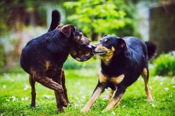 Avoiding jealousy and competition between dogs living together