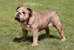 Breed Council Bulldog Health Certification Explained