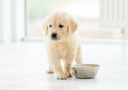 First Commands to Teach a Puppy: Essential Guide 2025